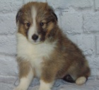 Prod�m �t��ata SHELTIE.