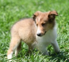 Prod�m �t��ata Shetlandsk�ho ov��ka (SHELTIE).