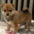 Prod�m o�kovan� �t��ata mini Shiba inu