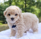 Prod�m ZDRAV� a O�KOVAN� �t��ata Maltipoo.