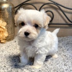 �t��ata Maltipoo na prodej.
