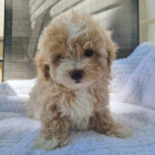 �t��ata Maltipoo na prodej.