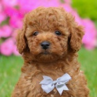 Prod�m o�kovan� �t��ata miniaturn�ho pudla.