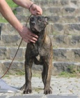 �t��ata Cane corso 
