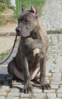 �t��ata Cane corso 