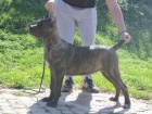 �t��ata Cane corso 