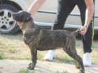 �t��ata Cane corso 