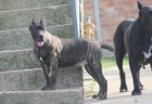 �t��ata Cane corso 