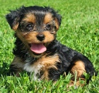 Prod�m zdrav� �t��ata yorkie.