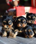 Prod�m zdrav� �t��ata yorkie.