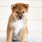 Prod�m miniaturn� �t��ata shiba inu.