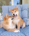 Prod�m miniaturn� �t��ata shiba inu.