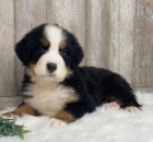 �t��ata Bernsk�ho sala�nick�ho psa k adopci. 