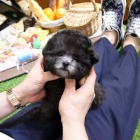 Prod�m �t��ata �ern�ho o�kovan�ho toy pudla.