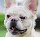 Nad�chan� francouzsk� buldo�ek k dispozici k chovu