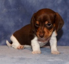 Prod�m �t��ata trpasli��ch kr�tkosrst�ch jezev��k�.