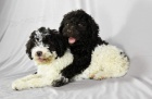 Lagotto Romagnolo �t��ata