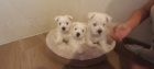 West Highland White teri�r �t��ata