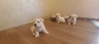 West Highland White teri�r �t��ata