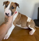 Prod�m �t��ata anglick�ho bulteri�ra.