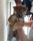 Prod�m o�kovan� �t��ata shiba inu