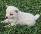 prod�m o�kovan� miniaturn� b�l� �t��ata shiba inu