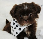 Prod�m �t��ata SHIH TZU