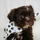Prod�m �t��ata SHIH TZU