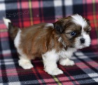 Prod�m mini �t��ata SHIH TZU