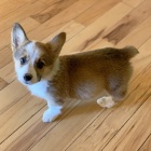 Prod�m �t��ata Pembroke Welsh Corgi.