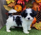 Prod�m kr�sn� a o�kovan� �t��ata havanese.