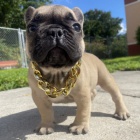 Prod�m ZDRAV� a O�KOVAN� �t��ata francouzsk�ho buldo�ka.