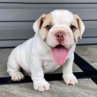 Prod�m o�kovan� �t��ata anglick�ho buldo�ka