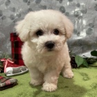 Prod�m �t��ata bi�onka.