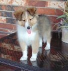 Prod�m o�kovan� a od�erven� �t��ata Sheltie (�t�n� shetlandsk�ho ov��ka).