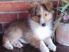 Prod�m o�kovan� a od�erven� �t��ata Sheltie (�t�n� shetlandsk�ho ov��ka).