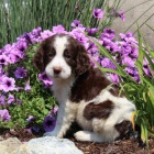 o�kovan� Prod�m kr�sn�ho anglick�ho �pringr�pan�la.