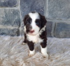 Prod�m �t��ata portugalsk�ho vodn�ho psa pejska a fenky.