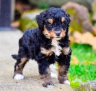 zdrav�, o�kovan� a od�erven� �t��ata Bernedoodle k adopci.