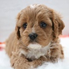 �t��ata Cavapoo k adopci.