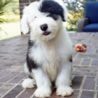 Prod�m �t��ata star�ho anglick�ho ov��ka