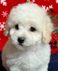 Prod�m zdrav� �t��ata MALTIPOO.