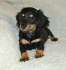 Prod�m �t��ata dlouhosrst�ch trpasli��ch jezev��k�.