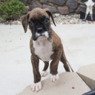 Prod�m �t��ata n�meck�ho boxera