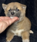 Prod�m �t��ata shiba inu