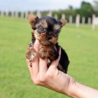 Prod�m o�kovan� a od�erven� �t��ata mini yorkie.
