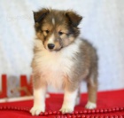 Prod�m �t��ata Sheltie (�t��ata shetlandsk�ho ov��ka).