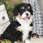 Prod�m o�kovan� �t��ata Bernedoodle