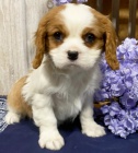 �t��ata kaval�r King Charles �pan�l k adopci