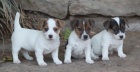 Prod�m zdrav�, o�kovan� a od�erven� �t��ata mini jack russell teri�ra.